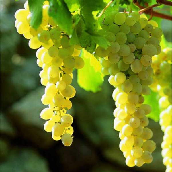 phoca_thumb_l_11-forastera